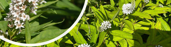 Witte troswederik - Lysimachia clethroides bloeiwijze