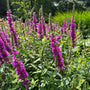 Lythrum virgatum 'Dropmore Purple' bloei