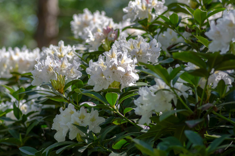 Rododendron - Rhododendron 'Madame Masson'
