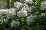 Rododendron - Rhododendron 'Madame Masson'