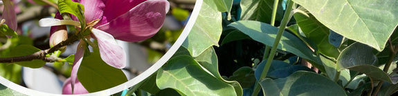 Magnolia 'Black Tulip' bloem en blad
