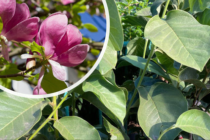 Magnolia 'Black Tulip' bloem en blad