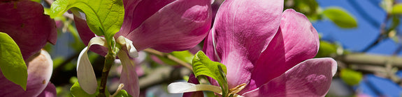 Beverboom - Magnolia 'Black Tulip' bloei