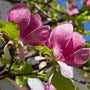 Beverboom - Magnolia 'Black Tulip' bloei