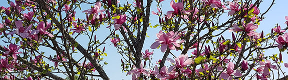 Beverboom - Magnolia 'Galaxy' Hoogstam boom