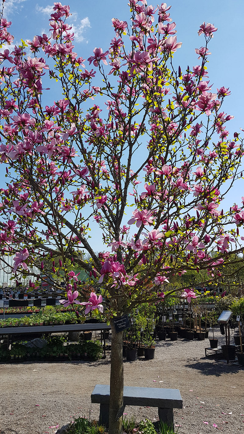 Beverboom - Magnolia 'Galaxy' Hoogstam boom