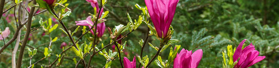 Beverboom - Magnolia 'Livingstone'