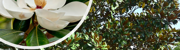 Beverboom - Magnolia grandiflora Hoogstam boom