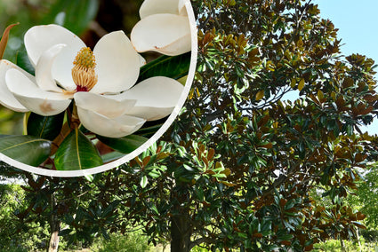 Beverboom - Magnolia grandiflora Hoogstam boom