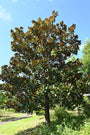 Magnolia-grandiflora-boom.jpg