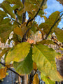 Beverboom - Magnolia Kobus in de herfst