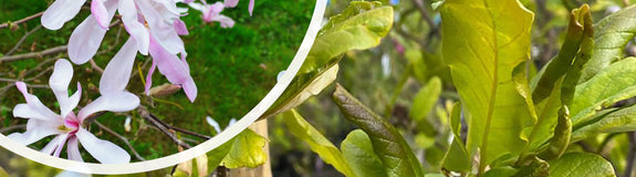 Beverboom - Magnolia loebneri ‘Leonard Messel’ bloei