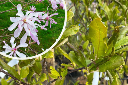 Beverboom - Magnolia loebneri ‘Leonard Messel’ bloei