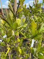 Beverboom - Magnolia loebneri ‘Leonard Messel’