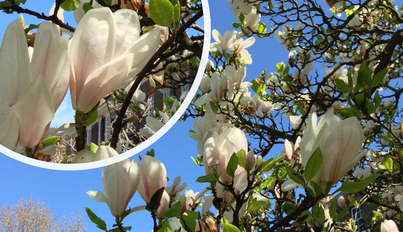 Beverboom - Magnolia soulangeana 'Superba' zuilboom