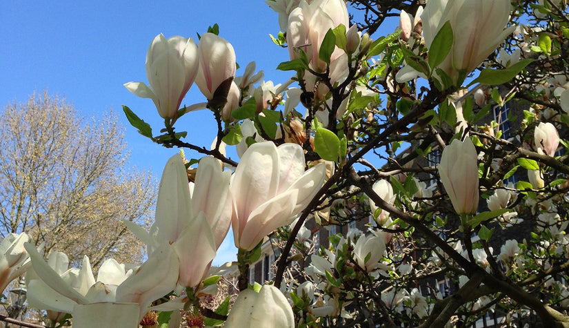 Beverboom - Magnolia soulangeana 'Superba'