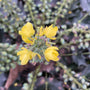  Mahoniestruik winterbloeier met gele bloemen
