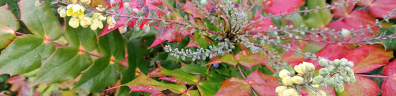 Mahoniestruik Mahonia japonica in de herfst