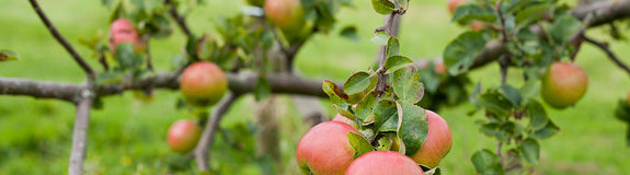 Sedeling appelboom - Malus domestica 'Bramley's Seedling'