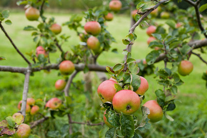 Sedeling appelboom - Malus domestica 'Bramley's Seedling'