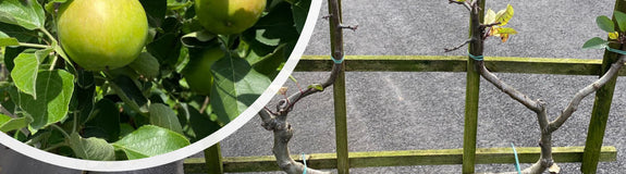 Laagstammige lei appelboom - Malus domestica 'James Grieve' op houten rek