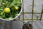 Laagstammige lei appelboom - Malus domestica 'James Grieve' op houten rek