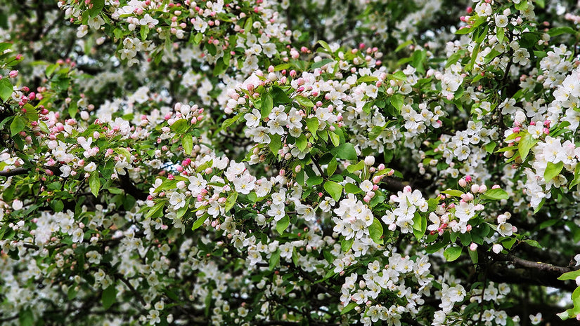 Wilde appel - Malus sylvestris in bloei