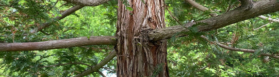 Mammoetboom-Sequoia-sempervirens-bast.jpg