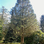 Mammoetboom Sequoiadendron giganteum - conifeer 