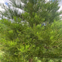 Mammoetboom-Sequoiadendron-giganteum-takken.jpg