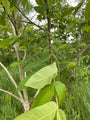 Blad van de Mantsjoerijse walnootboom - Juglans mandshurica