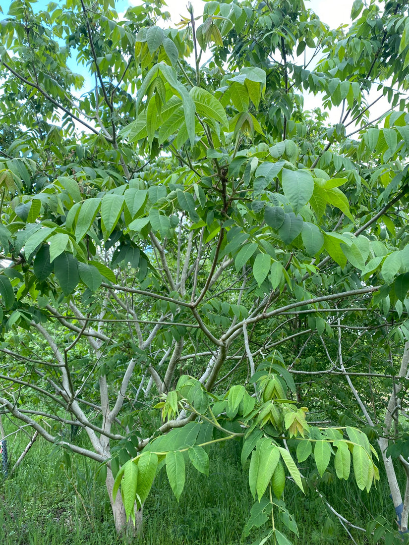 Mantsjoerijse walnootboom is meerstammig