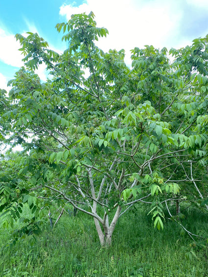Mantsjoerijse walnootboom - Juglans mandshurica