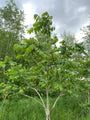 Mantsjoerijse walnootboom soort uit de Okkernootfamilie