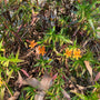 Maskerbloem - Mimulus aurantiacus 'Bush Monkey Flower'