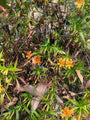 Maskerbloem - Mimulus aurantiacus 'Bush Monkey Flower'