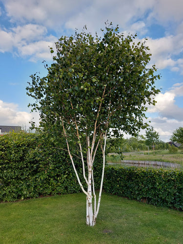 Berk Betula soorten Berkenboom combineren en kopen