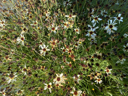 Meisjesogen - Coreopsis 'Fools Gold'