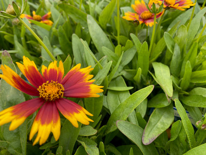 Meisjesogen - Coreopsis 'Uptick Yellow Red'