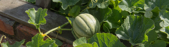 Meloen Cucumis melo 'Charentais' - Zelf meloenen kweken
