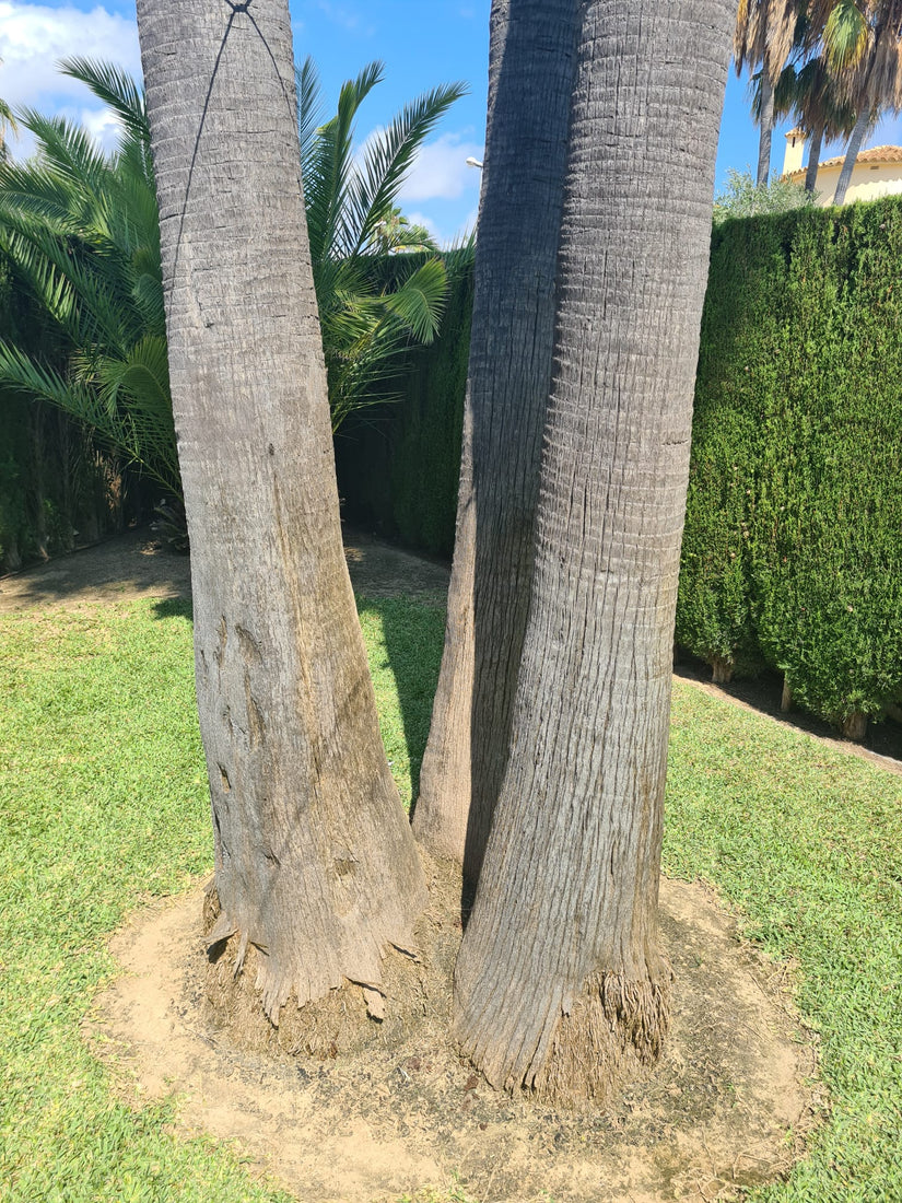 Mexicaanse waaierpalm - washingtonia robusta yarinde