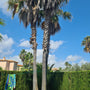 Mexicaanse waaierpalm - washingtonia robusta palmboom