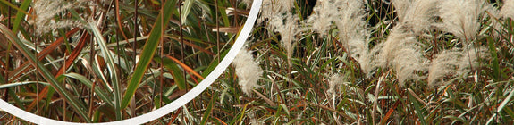 Prachtriet - Miscanthus sinensis 'Graziella' Herfst