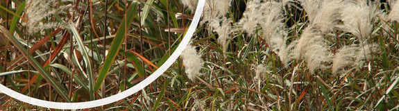 Prachtriet - Miscanthus sinensis 'Graziella' Herfst