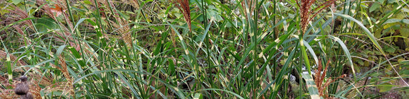 Miscanthus sinensis 'Zebrinus'