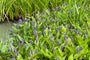 Moerashyacint - Pontederia cordata blauwe bloei
