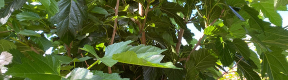 Moerbeiboom - Morus platanifolia 'Fruitless'