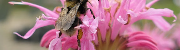 Bergamotplant - Monarda 'Croftway Pink' trekt bijen aan