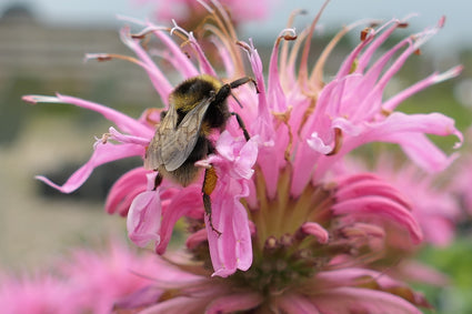 Bergamotplant - Monarda 'Croftway Pink' trekt bijen aan