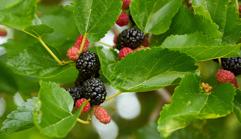 Vruchten moerbei - Morus rotundiloba 'Mojo Berry'